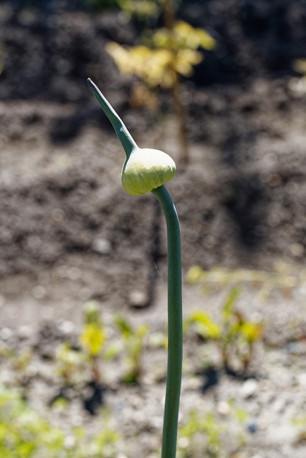 Jardin Botanique de la Bastide-019